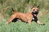 STAFFIE 080
